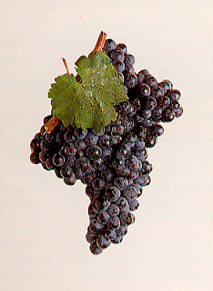 Un grappolo d'uva del vitigno Vernaccia nera , con cui viene prodotta la Vernaccia di Serrapetrona