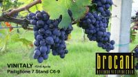 L'AZIENDA BROCANI AL VINITALY: vini con profumi e sentori autentici in degustazione presso il Pad.7 Stand C6-9