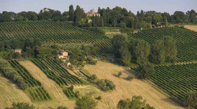 Vino Lacrima di Morro D'Alba - Storia, caratteristiche, produttori e acquisto online